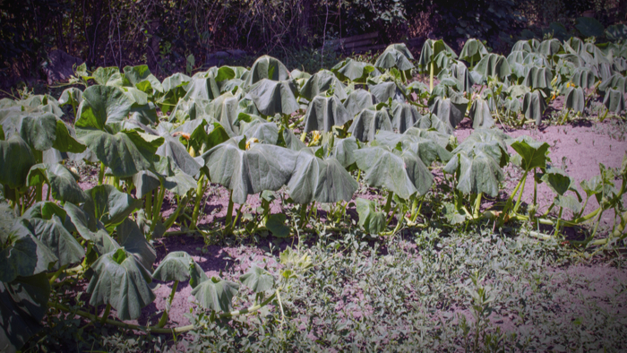 How Simultaneous Heatwaves From Climate Change Are Destroying Crops Giving Compass